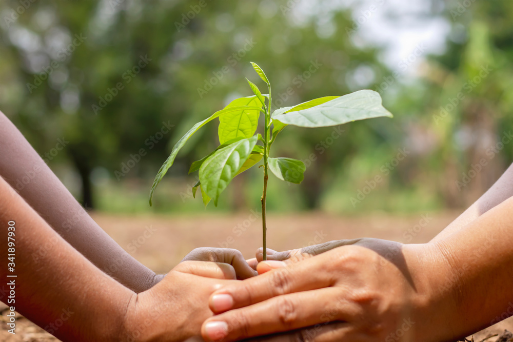 The hands of a little boy are helping adults grow small trees in the garden. The idea of planting trees to reduce air pollution or PM2.5 and to reduce global warming. The hands of a little boy are helping adults grow small trees in the garden. The idea of planting trees to reduce air pollution or PM2.5 and to reduce global warming.