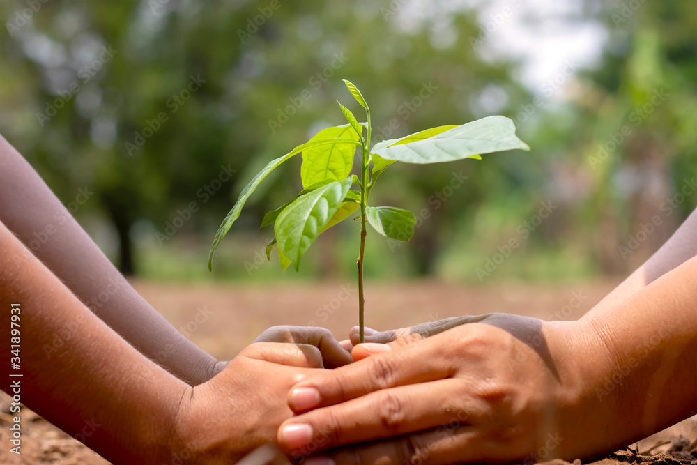 The hands of a little boy are helping adults grow small trees in the garden. The idea of planting trees to reduce air pollution or PM2.5 and to reduce global warming. The hands of a little boy are helping adults grow small trees in the garden. The idea of planting trees to reduce air pollution or PM2.5 and to reduce global warming.