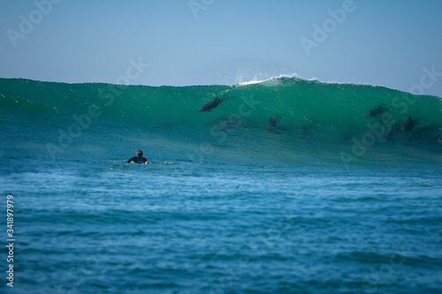 Canvas Print dolphins riding a wave approaching surfer
