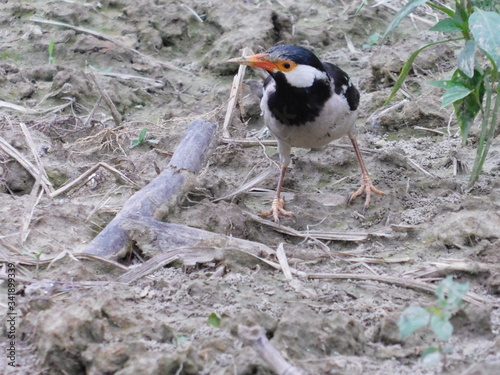 Common moyna, salik bird,Common myna,myna, photo