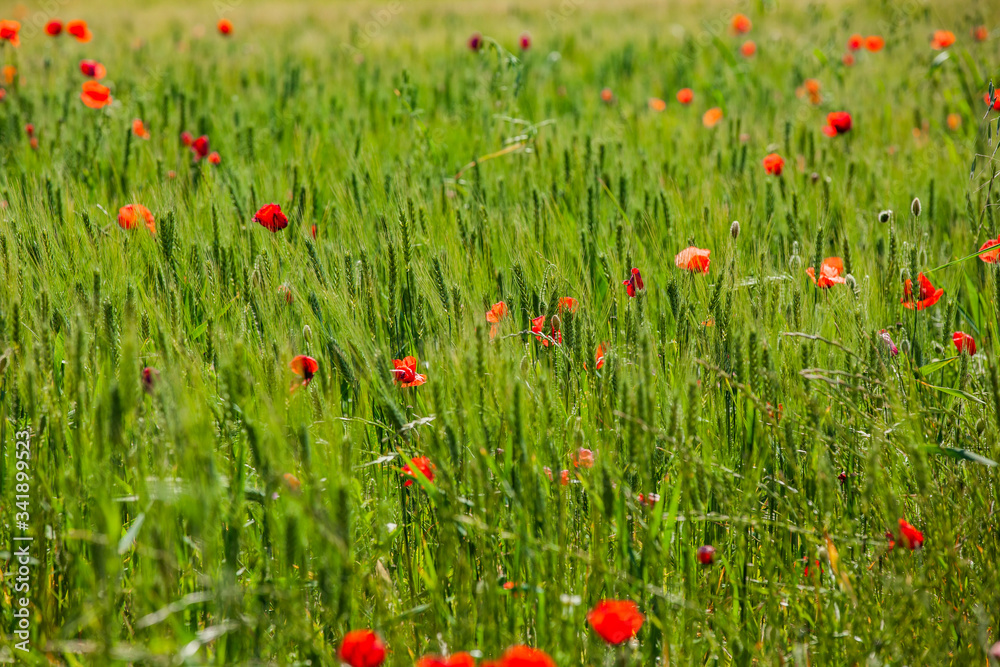 Fototapeta premium Rote Mohnblumen in einem Feld