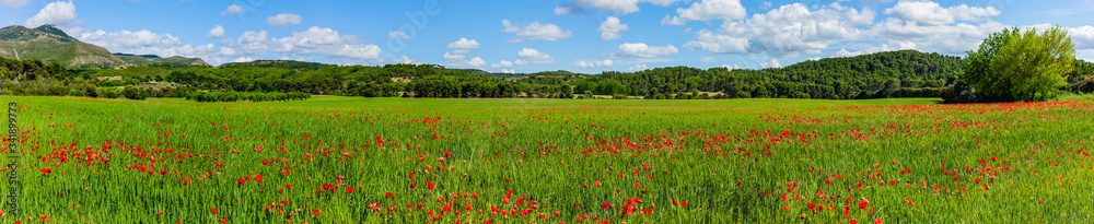 Landschaft mit Mohnblumenfeld in Aragon