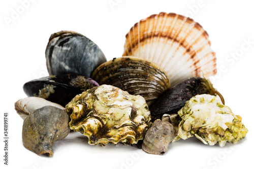 Live freshly caught sea mollusks photo