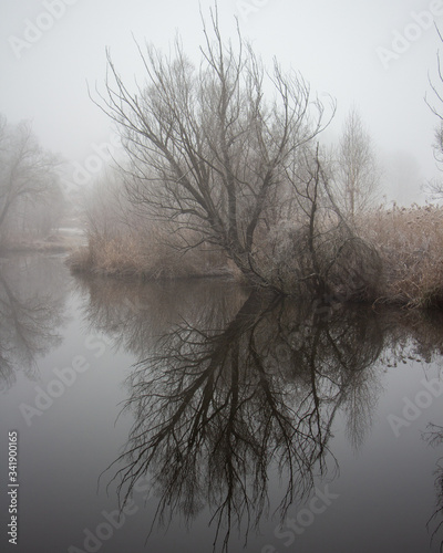 Misty scenery with tree reflection
