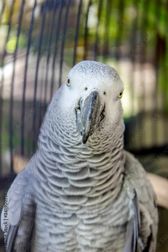 Fototapeta premium Close-up Shot of Grey Parrot in a Cage in Cavite, Philippines