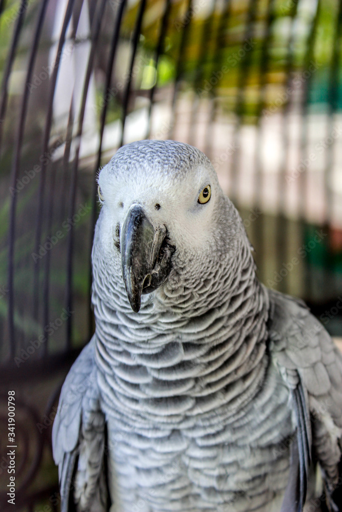 Fototapeta premium Close-up Shot of Grey Parrot in a Cage in Cavite, Philippines