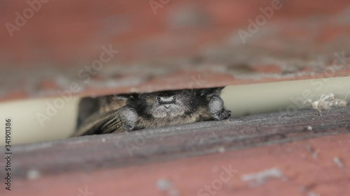 A small northern bat is resting in the sun during the day. It smells the air and crawls away to the right. photo