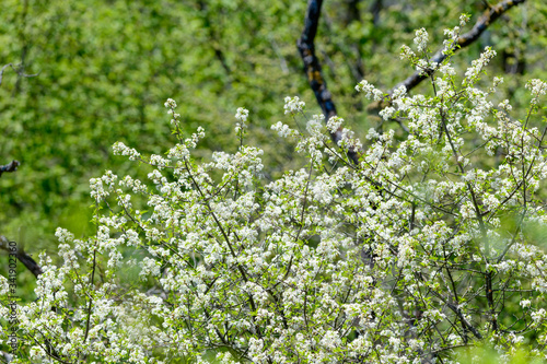 vegetation on the mountain umlaufberg in the austrian national park thayatal photo