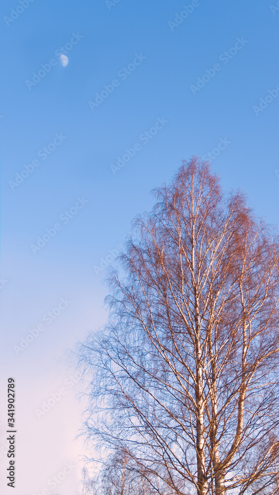 Closeup of autumn trees under clear sky, leafless trees, blue background Closeup of autumn trees under clear sky, leafless trees, blue background