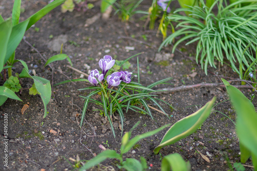 Spring flowers. Crocus on a flower bed surrounded by greenery.