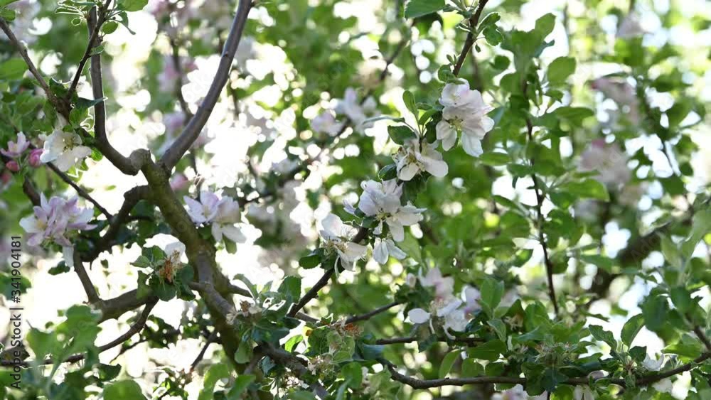 apple blossoms waving in the wind with rising spring sun in the background as concept video birds singing apple blossoms waving in the wind with rising spring sun in the background as concept video birds singing