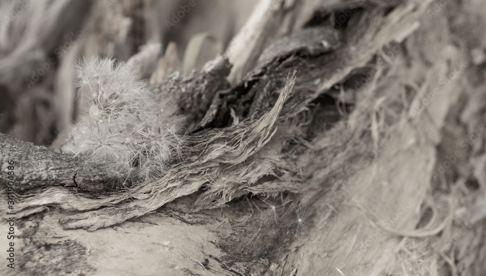 Black and white image of dandelion art, black stump. Black and white image of dandelion art, black stump.