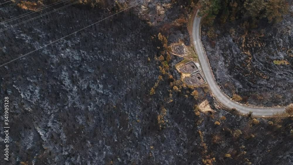 The scene after the forest fire The scene after the forest fire