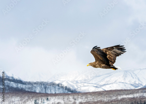 White tailed sea eagle in Japan with Shiretoko Mountains as a backdrop.