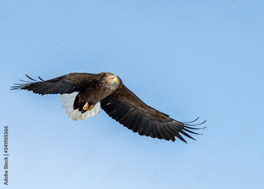 Naklejka premium White tailed sea eagle in Rausu, Hokkaido where these magnificient eagles can be observed in close proximity.
