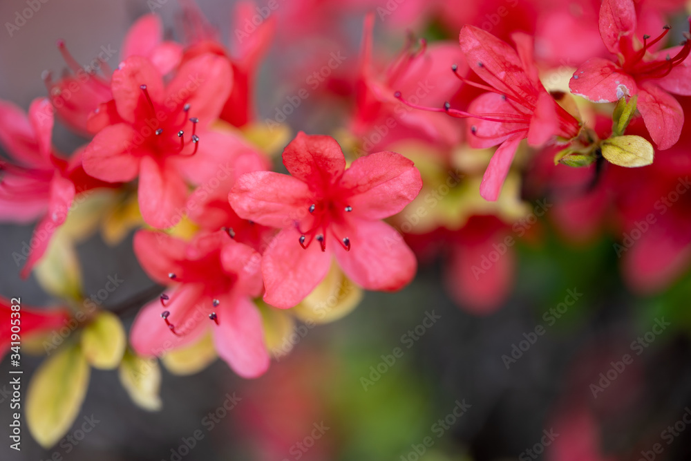 紅 紅