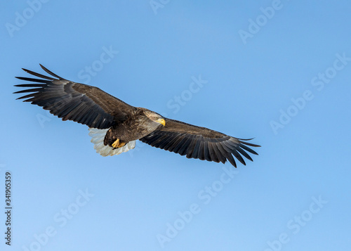 White tailed sea eagle in Rausu  Hokkaido where these magnificient eagles can be observed in close proximity.