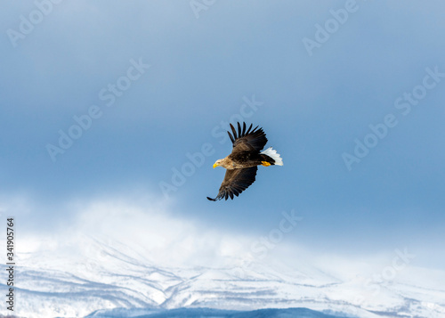 White tailed sea eagle in Rausu, Hokkaido where these magnificient eagles can be observed in close proximity. photo