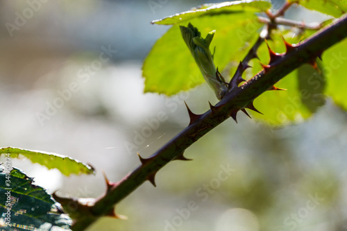 Obraz na płótnie blooming blackberry bush with thorns w salonie