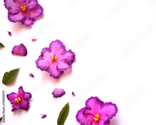 Beautiful elegant floral composition. Purple flowers and green leaves on a white background. Top view. Copy space. Flat lay