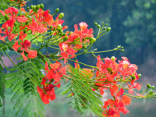 Delonix regia