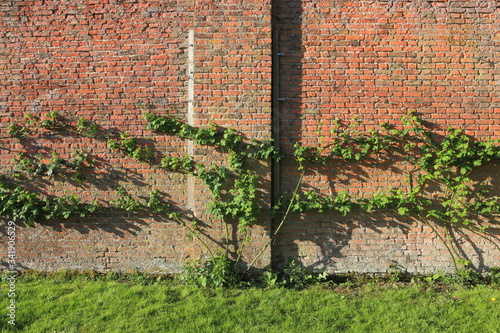 Organic blackberries traditionally trained on an old red brick wall in springtime