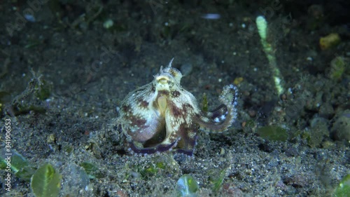 Coconut octopus hanting, underwater video. Diving in Bali. photo