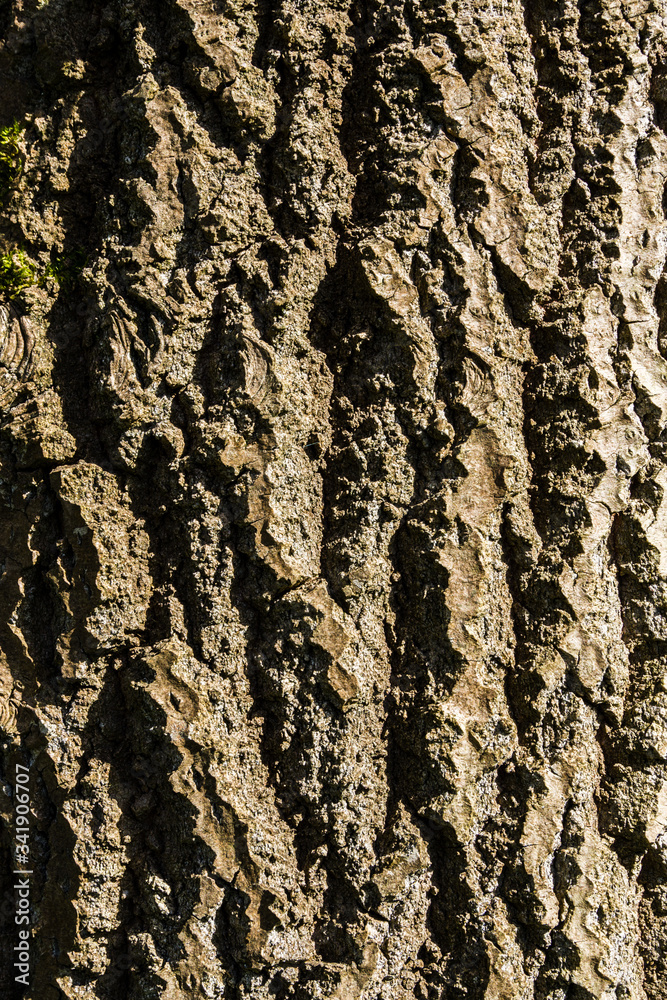 backdrop light and shadow of tree bark