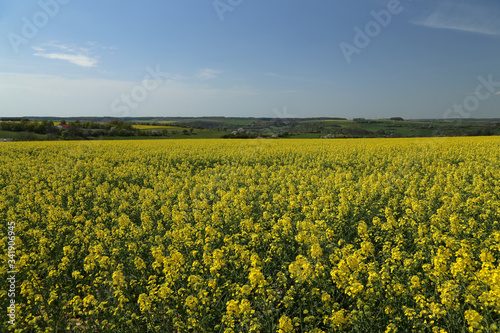 Raps Field. Cultivated colorful raps field in Germany.