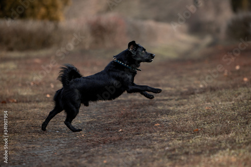 Little beautiful black dog runs through the autumn forest © Мария Старосельцева