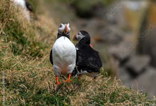 The Atlantic puffin, also known as the common puffin