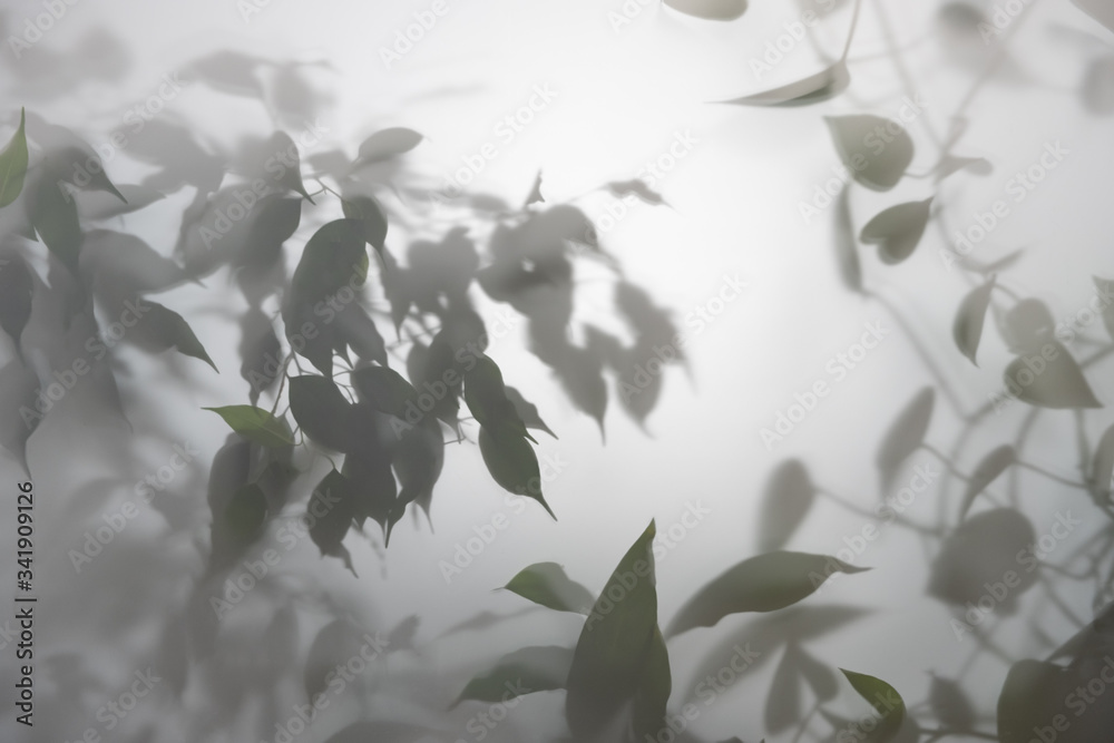 abstract blurred background of shadow from the leaves on the wall abstract blurred background of shadow from the leaves on the wall