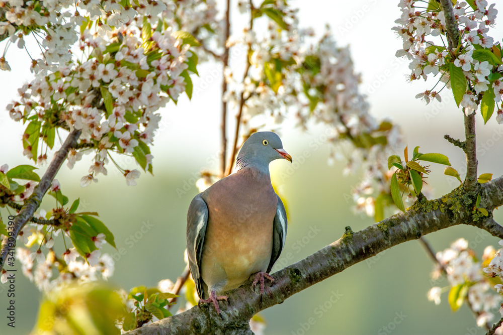 pigeon between the blossom