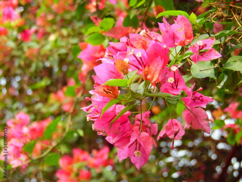 Bougainvillea spectabilis