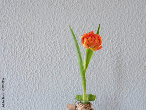 Orange tulip in a glass vase with reed isolated on green background