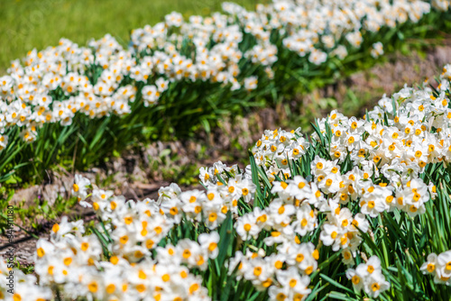 Blooming white daffodils in rows. Botany / gardening concept. Springtime flowers.