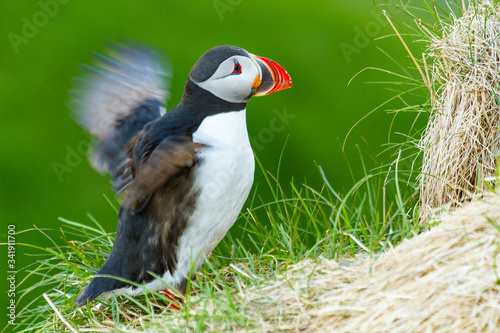 Papageitaucher (Fratercula arctica) auf Island photo