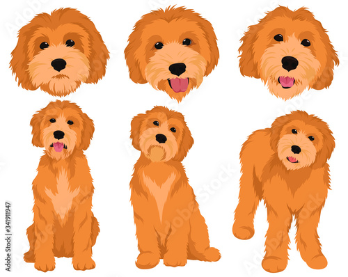 Set of cartoon dog breeds Goldendoodle. Collection of vector portraits of Goldendoodle dogs. Print for clothes. Colorful illustration of a fluffy dog. Tattoo Grodl.