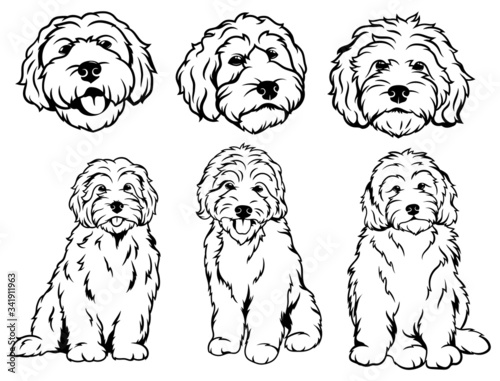 Set of  dog breeds Goldendoodle. Collection of vector portraits of Goldendoodle dogs. Print for clothes. Black and white drawing illustration of a fluffy dog. Tattoo Grodl.