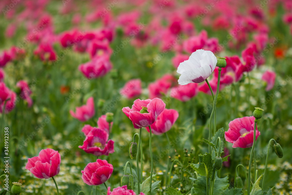 Schlafmohn (Papaver somniferum), Schlafmohn Anbau in Deutschland