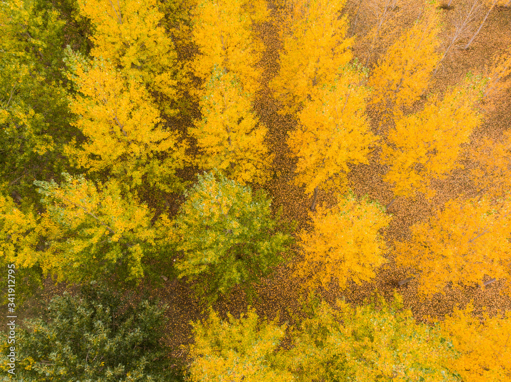 vue aérienne d'une forêt et arbres jaunes en automnes vue aérienne d'une forêt et arbres jaunes en automnes