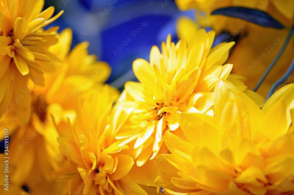 Fototapeta premium yellow flower