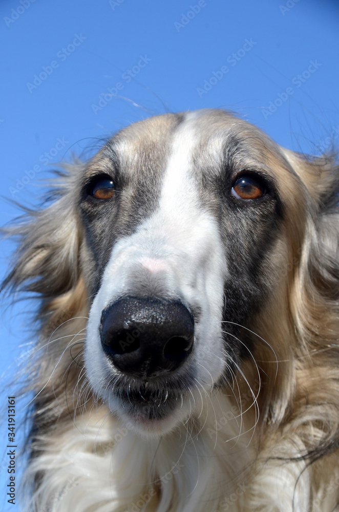 Face portrait of a borzoi dog Face portrait of a borzoi dog