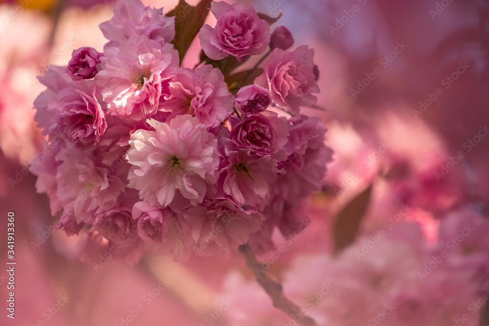 pink flowers in spring pink flowers in spring