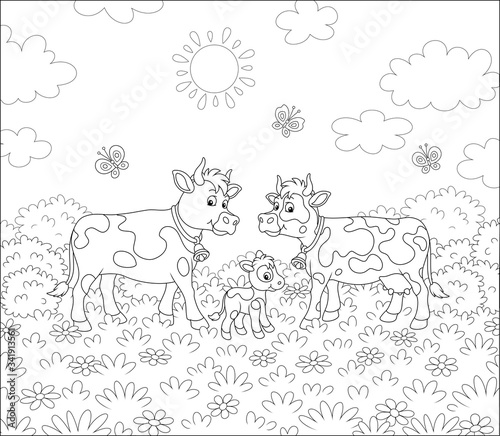 Fototapeta Naklejka Na Ścianę i Meble -  Spotted cow, a bull and a small calf walking on lush grass among flowers and flittering butterflies on a summer field on a sunny warm day, black and white vector cartoon illustration