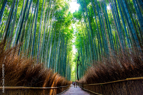 Arashiyama bamboo forest in Kyoto Japan. One of the famous scenic point of Japan.