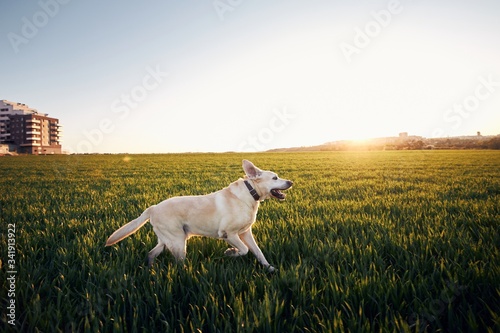 Fototapeta Naklejka Na Ścianę i Meble -  Dog on field at sunset