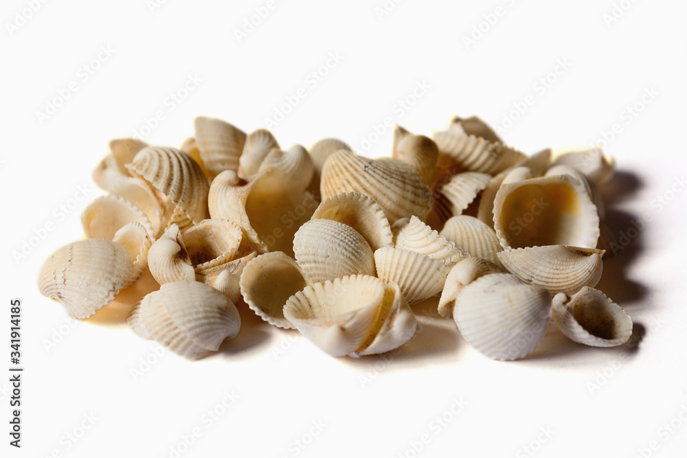 cockle shells on white background.