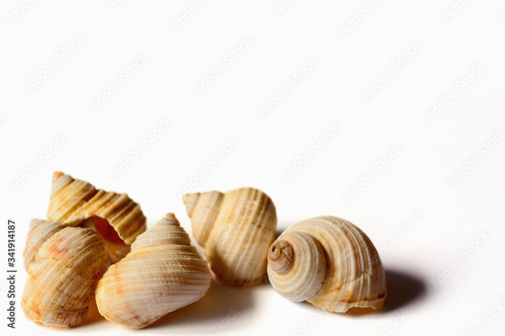 Sea shells on white background.