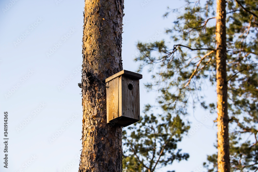 Birdhouse in a pine forest on a tree. Birdhouses in the forest. Bird box in nature against blue sky